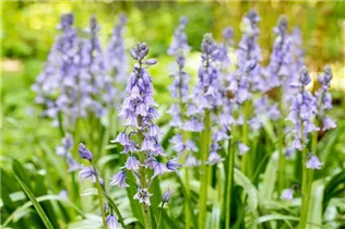 Hyacinthoides hispanica - Spanisches Hasenglöckchen Hyacinthoides hispanica - Spanisches Hasenglöckchen