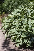 Hosta x fortunei 'Francee' - Graublättrige Weißrand-Garten-Funkie 'Francee' Hosta x fortunei 'Francee' - Graublättrige Weißrand-Garten-Funkie 'Francee'