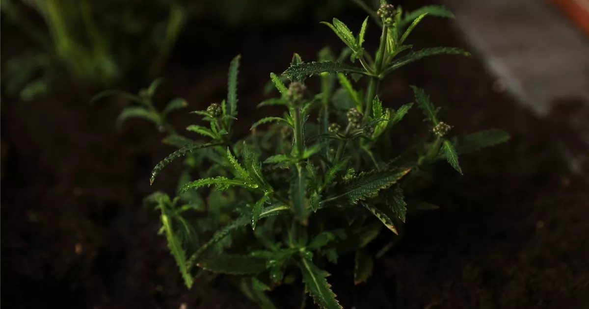  - Eisenkraut - Einpflanzen im Garten 