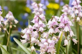 Hyacinthoides hispanica 'Rose Queen' - Garten-Hasenglöckchen 'Rose Queen' Hyacinthoides hispanica 'Rose Queen' - Garten-Hasenglöckchen 'Rose Queen'