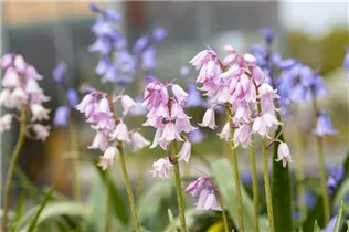 Hyacinthoides hispanica 'Rose Queen' - Garten-Hasenglöckchen 'Rose Queen' Hyacinthoides hispanica 'Rose Queen' - Garten-Hasenglöckchen 'Rose Queen'