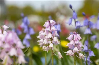 Hyacinthoides hispanica 'Rose Queen' - Garten-Hasenglöckchen 'Rose Queen' Hyacinthoides hispanica 'Rose Queen' - Garten-Hasenglöckchen 'Rose Queen'