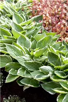 Hosta x fortunei 'Patriot' - Graublättrige Goldrand-Garten-Funkie 'Patriot'