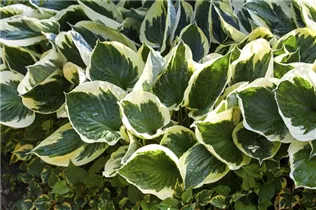 Hosta x fortunei 'Patriot' - Graublättrige Goldrand-Garten-Funkie 'Patriot'
