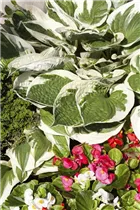 Hosta x fortunei 'Patriot' - Graublättrige Goldrand-Garten-Funkie 'Patriot'