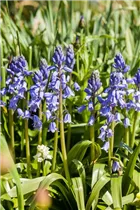 Hyacinthoides hispanica, blau - Hyacinthoides hispanica, blau
