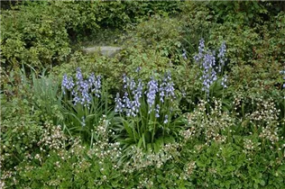 Hyacinthoides hispanica, blau - Hyacinthoides hispanica, blau