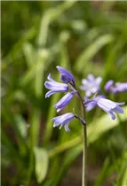 Hyacinthoides hispanica, blau - Hyacinthoides hispanica, blau