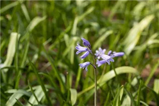 Hyacinthoides hispanica, blau - Hyacinthoides hispanica, blau