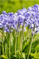 Hyacinthoides hispanica, blau - Hyacinthoides hispanica, blau