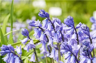Hyacinthoides hispanica, blau - Hyacinthoides hispanica, blau