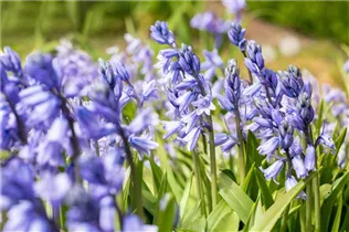 Hyacinthoides hispanica, blau - Hyacinthoides hispanica, blau