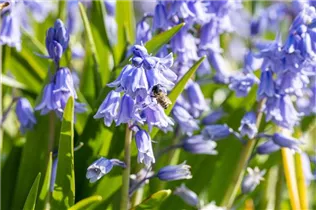 Hyacinthoides hispanica, blau - Hyacinthoides hispanica, blau