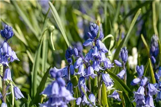 Hyacinthoides hispanica, blau - Hyacinthoides hispanica, blau