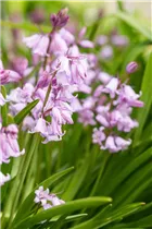 Hyacinthoides hispanica, rosa - Hyacinthoides hispanica, rosa