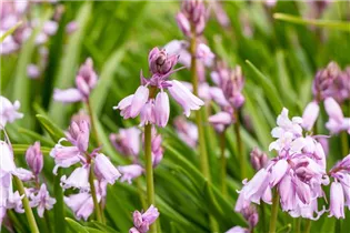 Hyacinthoides hispanica, rosa - Hyacinthoides hispanica, rosa