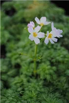 Hottonia palustris - Wasserfeder Hottonia palustris - Wasserfeder