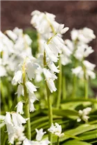 Hyacinthoides hispanica, weiß - Hyacinthoides hispanica, weiß Hyacinthoides hispanica, weiß - Hyacinthoides hispanica, weiß