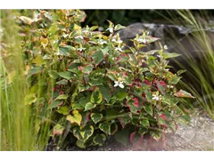 Houttuynia cordata - Eidechsenschwanz Houttuynia cordata - Eidechsenschwanz