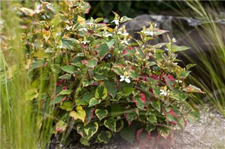 Houttuynia cordata - Eidechsenschwanz Houttuynia cordata - Eidechsenschwanz