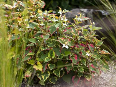 Houttuynia cordata - Eidechsenschwanz Houttuynia cordata - Eidechsenschwanz