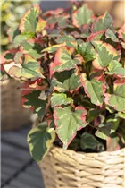 Houttuynia cordata - Eidechsenschwanz Houttuynia cordata - Eidechsenschwanz