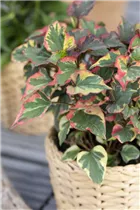 Houttuynia cordata - Eidechsenschwanz Houttuynia cordata - Eidechsenschwanz