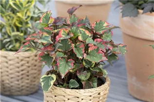Houttuynia cordata - Eidechsenschwanz Houttuynia cordata - Eidechsenschwanz