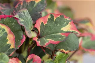 Houttuynia cordata - Eidechsenschwanz Houttuynia cordata - Eidechsenschwanz
