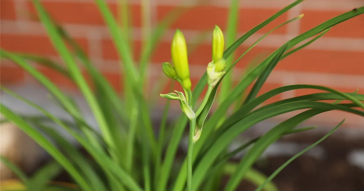  - Taglilie - Einpflanzen in den Garten 