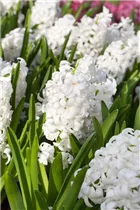 Hyacinthus orientalis 'Aiolos' - Hyazinthe 'Aiolos'