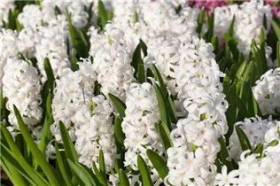 Hyacinthus orientalis 'Aiolos' - Hyazinthe 'Aiolos'