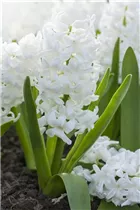 Hyacinthus orientalis 'Aiolos' - Hyazinthe 'Aiolos'