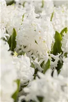 Hyacinthus orientalis 'Aiolos' - Hyazinthe 'Aiolos'