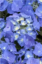 Hydrangea macrophylla 'Blaumeise' - Garten-Hortensie 'Blaumeise'