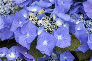 Hydrangea macrophylla 'Blaumeise' - Garten-Hortensie 'Blaumeise'