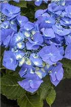 Hydrangea macrophylla 'Blaumeise' - Garten-Hortensie 'Blaumeise'
