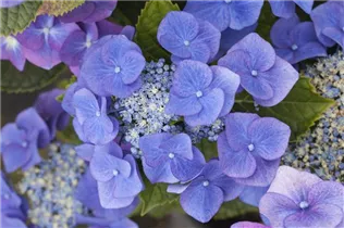 Hydrangea macrophylla 'Blaumeise' - Garten-Hortensie 'Blaumeise'