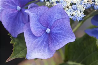 Hydrangea macrophylla 'Blaumeise' - Garten-Hortensie 'Blaumeise'