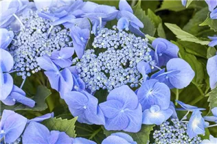 Hydrangea macrophylla 'Blaumeise' - Garten-Hortensie 'Blaumeise'