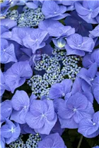 Hydrangea macrophylla You & Me 'Together'® - Bauernhortensie You & Me 'Together'®