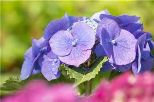 Hydrangea macrophylla 'Blaumeise' - Garten-Hortensie 'Blaumeise'