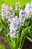 Hyacinthus orientalis 'Blue Eyes'® - Hyazinthe 'Blue Eyes'®