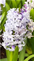 Hyacinthus orientalis 'Blue Eyes'® - Hyazinthe 'Blue Eyes'®