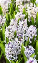 Hyacinthus orientalis 'Blue Eyes'® - Hyazinthe 'Blue Eyes'®