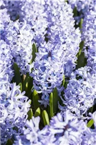 Hyacinthus orientalis 'Blue Eyes'® - Hyazinthe 'Blue Eyes'®
