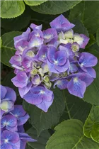 Hydrangea macrophylla 'Blue Heaven'® - Bauernhortensie 'Blue Heaven'®