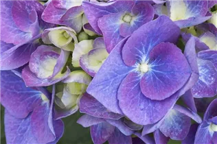 Hydrangea macrophylla 'Blue Heaven'® - Bauernhortensie 'Blue Heaven'®