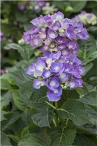 Hydrangea macrophylla 'Blue Heaven'® - Bauernhortensie 'Blue Heaven'®