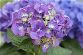 Hydrangea macrophylla 'Blue Heaven'® - Bauernhortensie 'Blue Heaven'®